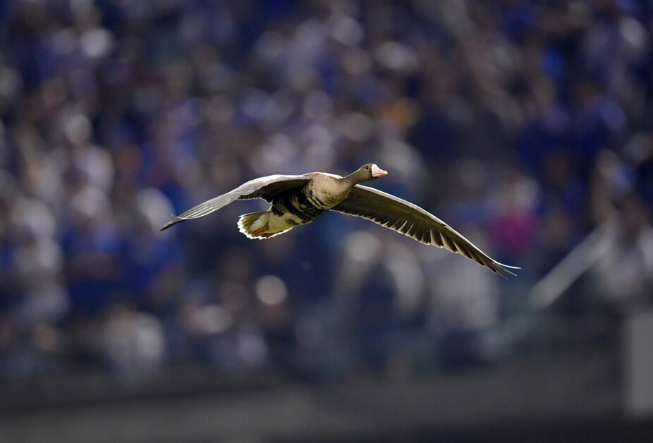 The Goose is in the house for @lakings Dodgers Night!